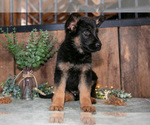 Small #2 German Shepherd Dog