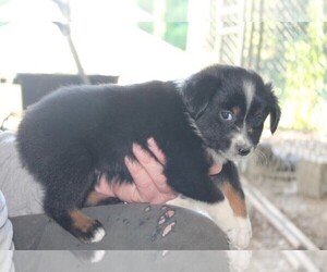 Miniature Australian Shepherd Puppy for sale in LEXINGTON, AL, USA