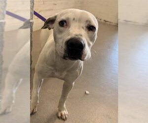 Mutt Dogs for adoption in San Bernardino, CA, USA