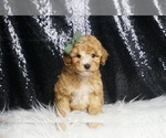 Small Photo #34 Poodle (Toy) Puppy For Sale in WARSAW, IN, USA