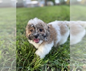 Havanese Puppy for sale in CANOGA, NY, USA