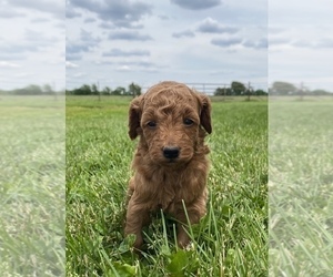 Goldendoodle (Miniature) Puppy for sale in ARCOLA, IL, USA
