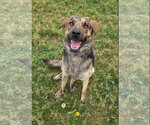 Small #3 Plott Hound Mix