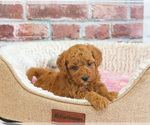 Small #4 Cavapoo (Miniature)
