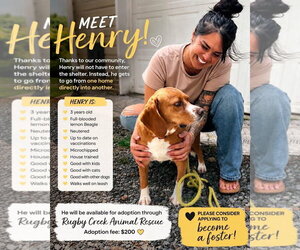 Beagle Dogs for adoption in Mouth Of Wilson, VA, USA
