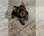 Small Photo #4 Yorkshire Terrier Puppy For Sale in ALEXANDRIA, VA, USA