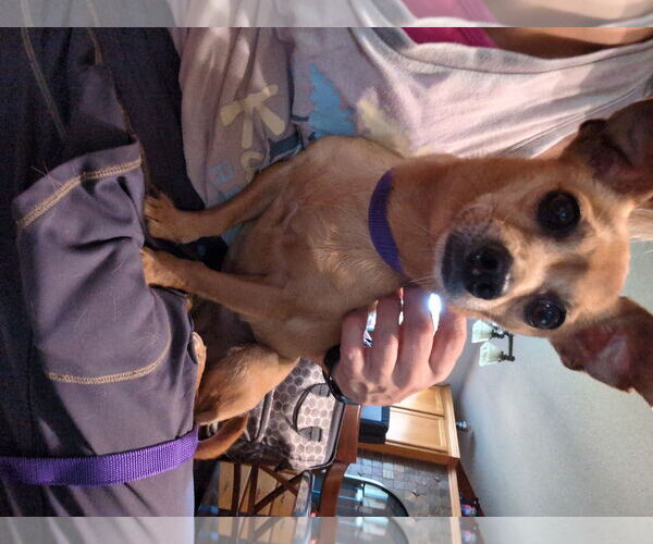 Medium Photo #2 Chihuahua-Unknown Mix Puppy For Sale in Farmington, MN, USA