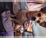 Small #1 Chihuahua Mix