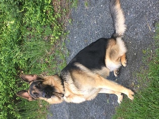 German Shepherd Dog Puppy for sale in ABINGDON, MD, USA