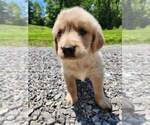 Small Photo #8 Golden Retriever Puppy For Sale in OLIVER SPRINGS, TN, USA