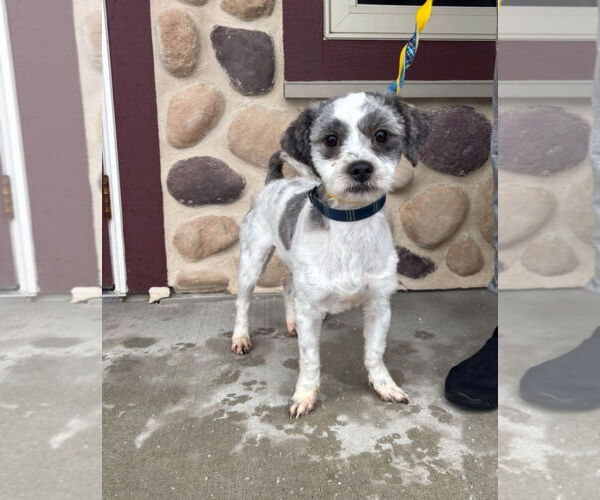 Medium Photo #4 Shih Apso Puppy For Sale in Grafton, WI, USA