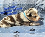 Puppy Blue Collar Border Collie