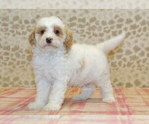 Miniature Bernedoodle Puppy for sale in DENVER, PA, USA