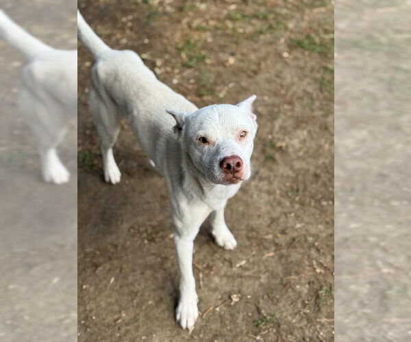 Medium Photo #2 Mutt Puppy For Sale in Riverside, CA, USA