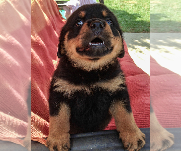 Medium Photo #3 Rottweiler Puppy For Sale in AUGUST F. HAW, CA, USA