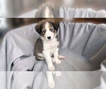 Small #6 Border Collie Mix