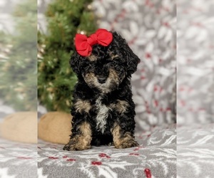 Poodle (Toy) Puppy for sale in LINCOLN UNIV, PA, USA