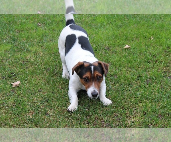 Medium Photo #1 Jack Russell Terrier Puppy For Sale in HONEY BROOK, PA, USA
