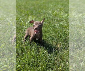 Chihuahua-Unknown Mix Dogs for adoption in Shermans Dale, PA, USA