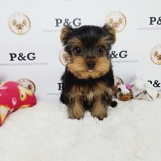 Yorkshire Terrier Puppy for sale in TEMPLE CITY, CA, USA