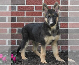 German Shepherd Dog Puppy for sale in FREDERICKSBURG, OH, USA