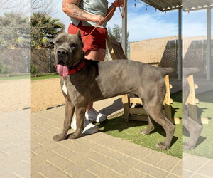 Mutt Dogs for adoption in Goodyear, AZ, USA