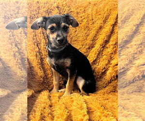 Chipin Dogs for adoption in Yuba City, CA, USA