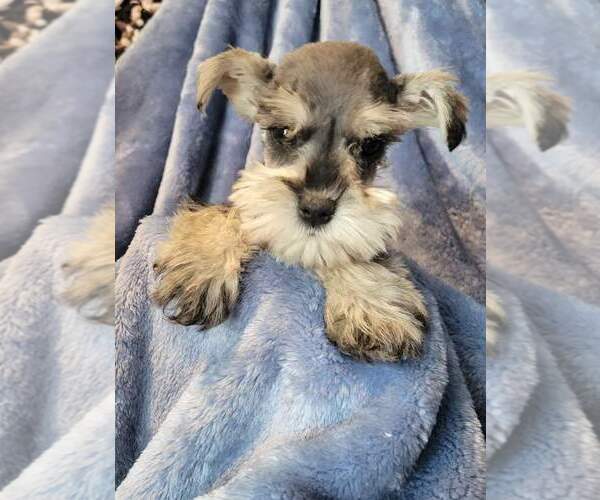 Medium Photo #2 Schnauzer (Miniature) Puppy For Sale in MIDDLETOWN, OH, USA