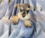 Small Photo #2 Schnauzer (Miniature) Puppy For Sale in MIDDLETOWN, OH, USA