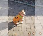 Small #2 American Pit Bull Terrier Mix
