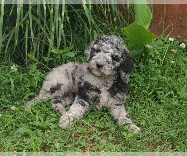 Medium Photo #5 Poodle (Standard) Puppy For Sale in COUCH, MO, USA