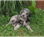 Small #4 Poodle (Standard)