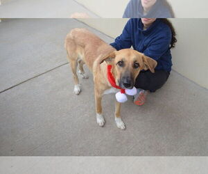 Mutt Dogs for adoption in McKinney, TX, USA