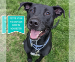 Small #4 Labrador Retriever Mix