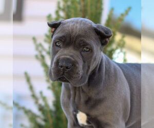 Cane Corso Puppy for sale in EAST EARL, PA, USA