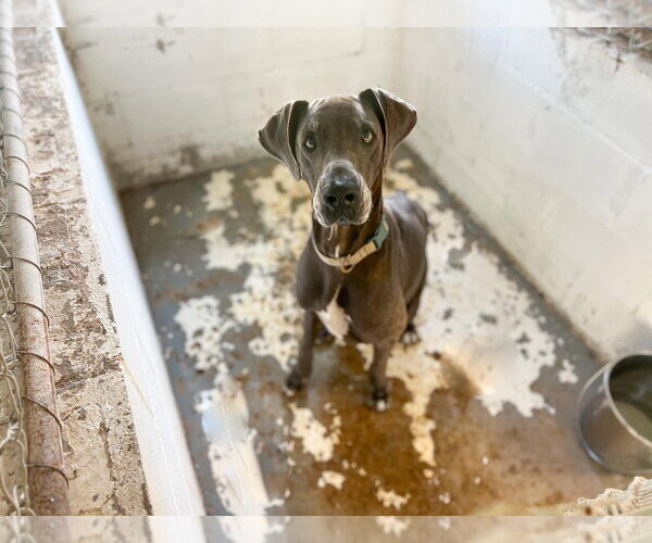 Medium Photo #2 Great Dane Puppy For Sale in Bullard, TX, USA