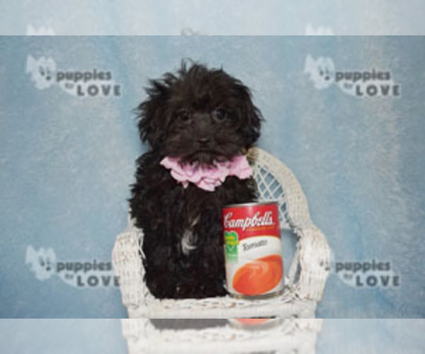 Medium Photo #12 Poodle (Toy)-Yorkshire Terrier Mix Puppy For Sale in SANGER, TX, USA