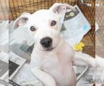 Small #7 Boxer Mix