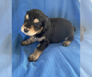 F2 Aussiedoodle Puppy for sale in CENTER, KY, USA