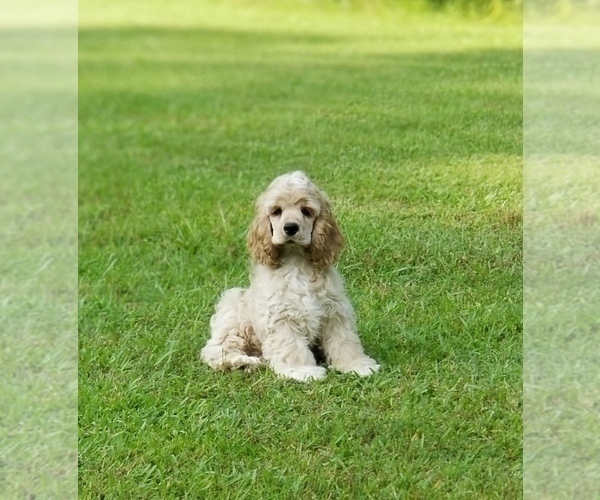 Medium Photo #2 Cocker Spaniel Puppy For Sale in TERRY, MS, USA