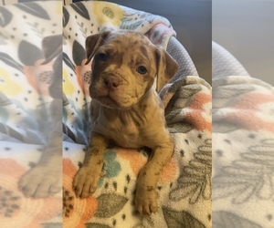 American Pit Bull Terrier Puppy for sale in MARTINSBURG, WV, USA