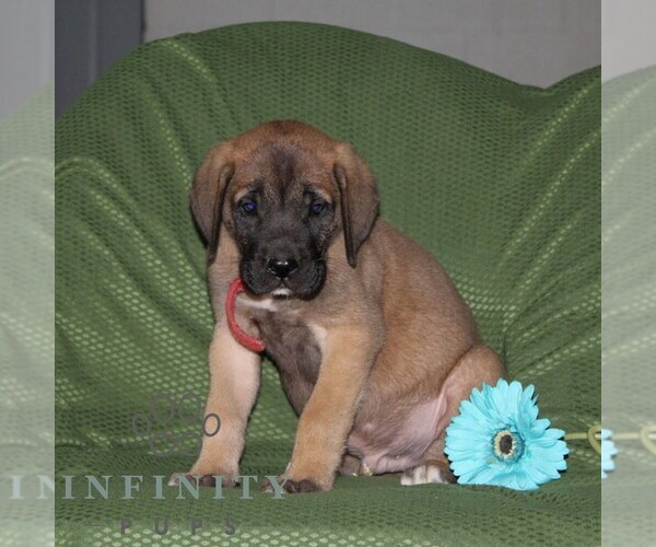 Medium Photo #3 Mastiff Puppy For Sale in RED LION, PA, USA