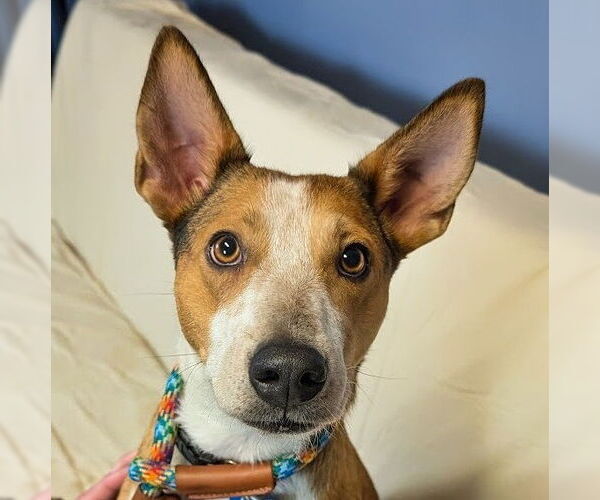 Medium Photo #8 Basenji-Unknown Mix Puppy For Sale in Minneapolis, MN, USA