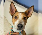 Small #7 Basenji Mix
