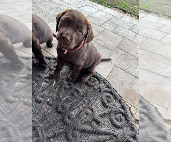 Medium Photo #1 Labrador Retriever Puppy For Sale in SEFFNER, FL, USA