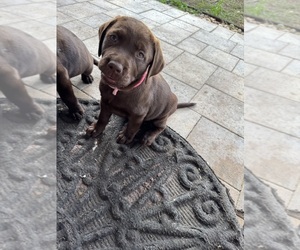 Medium Labrador Retriever