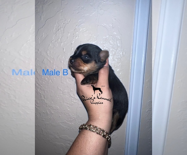 Medium Photo #1 Yorkshire Terrier Puppy For Sale in HUMBLE, TX, USA