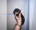 Small Photo #1 Yorkshire Terrier Puppy For Sale in HUMBLE, TX, USA