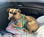 Small #9 American Staffordshire Terrier Mix