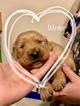 Small Photo #3 Golden Retriever Puppy For Sale in MESA, AZ, USA
